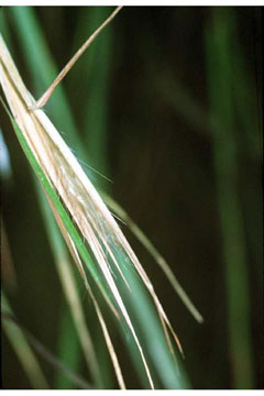 Broomsedge