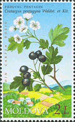 Pentagyna Alıç