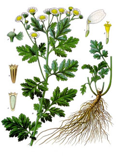 Gümüş Düğme (Beyaz Papatya)