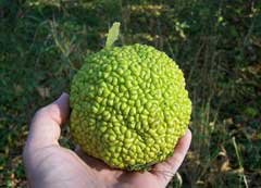Osage-Orange