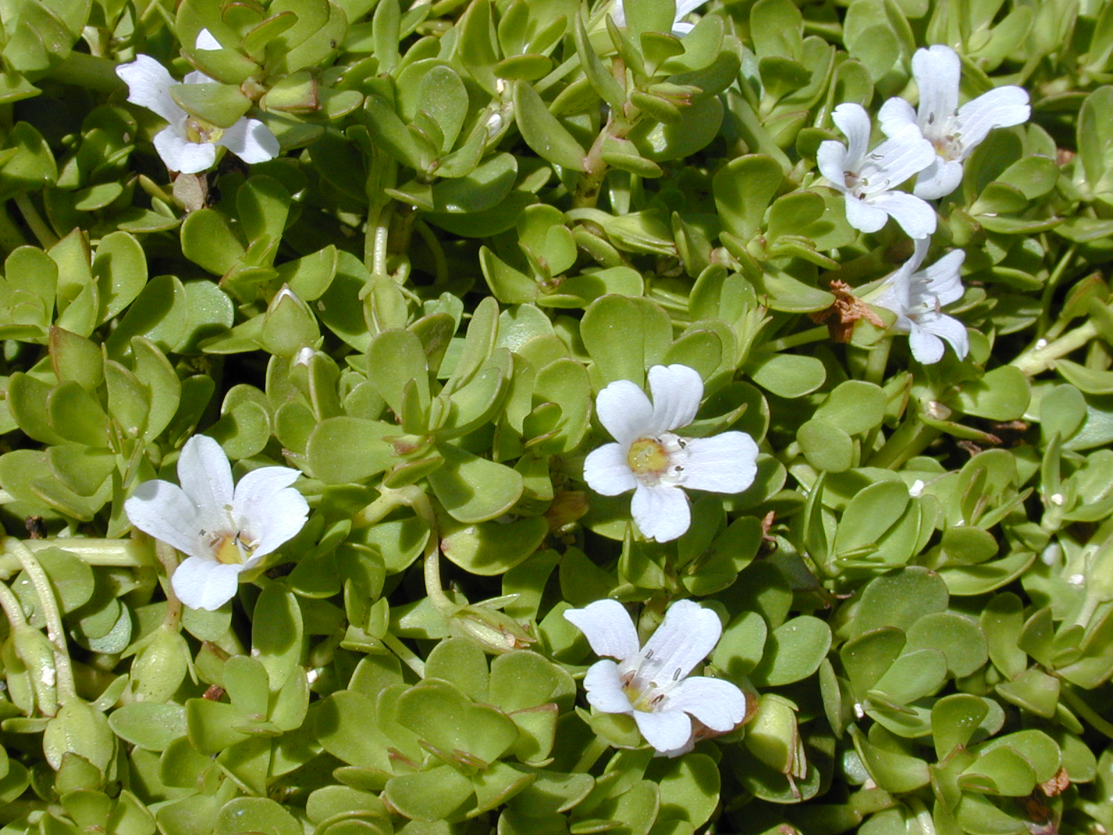 Su Sarmaşığı (Brahmi)