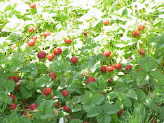 Yalancı Strawberry
