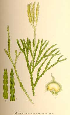 Clubmoss