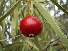 Acuminatum Sandal Ağacı