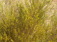 Rooibos Çayı