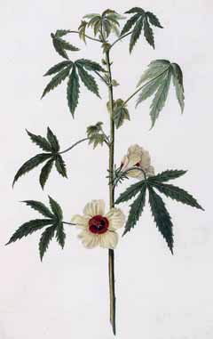 Cannabinus Ebegümeci