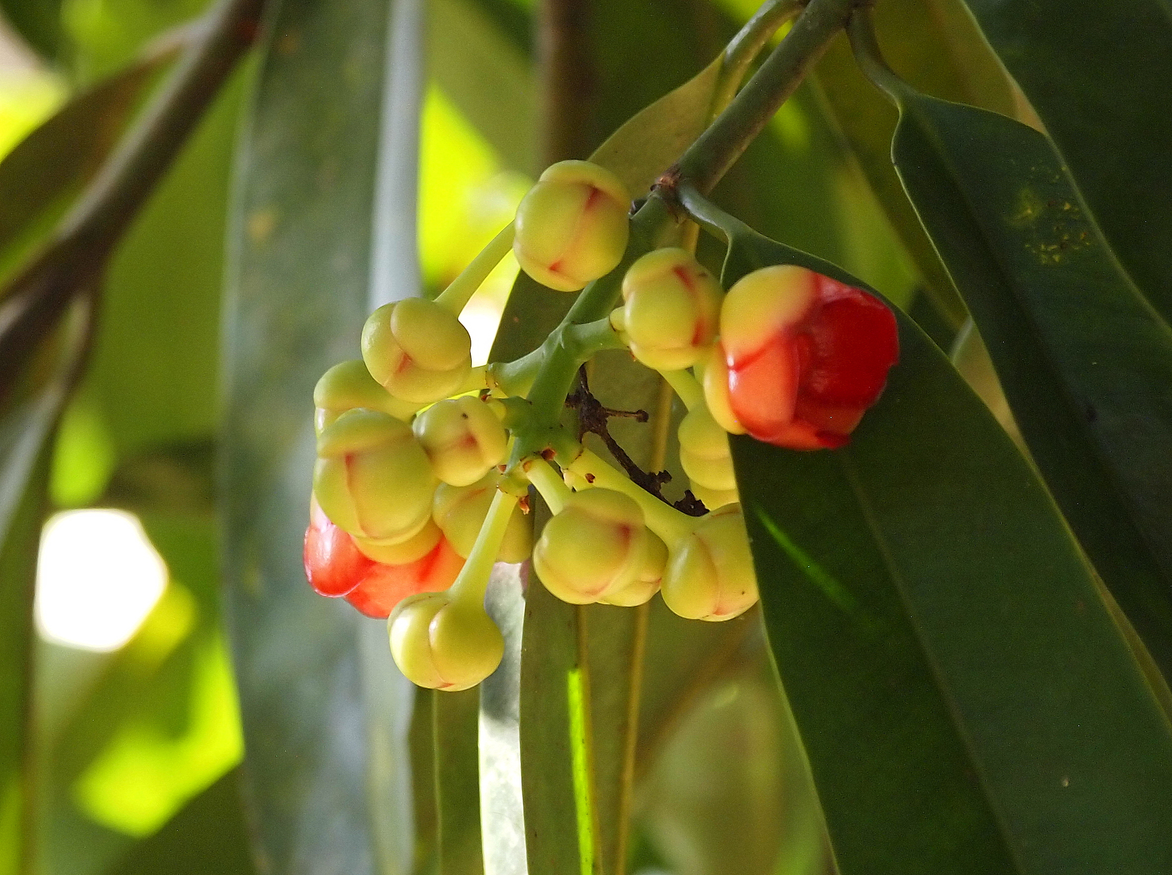 Atroviridis Garcinia