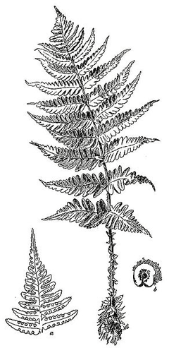 Marginal Wood Eğreltisi