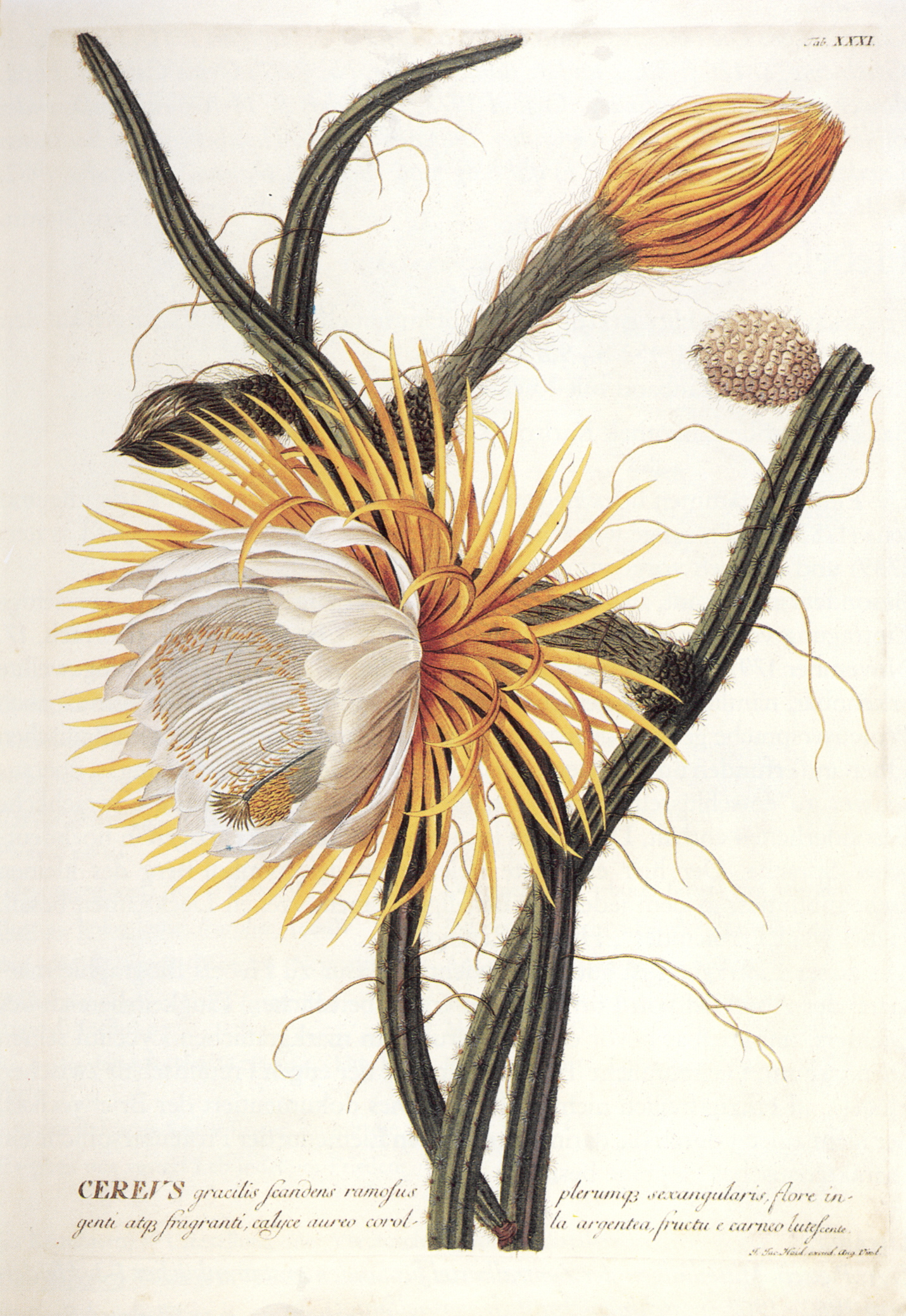 Night-Blooming Cereus