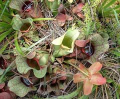 Sarracenia