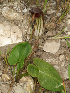 Arisarum (Yılanyastığıgil)