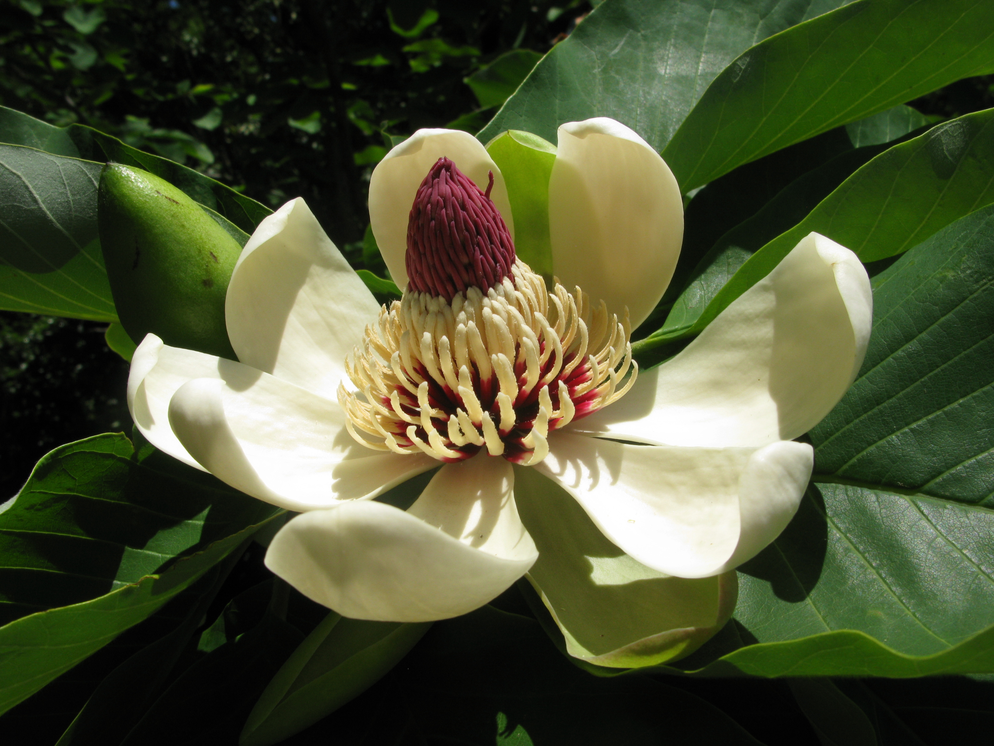 Obovata Manolya