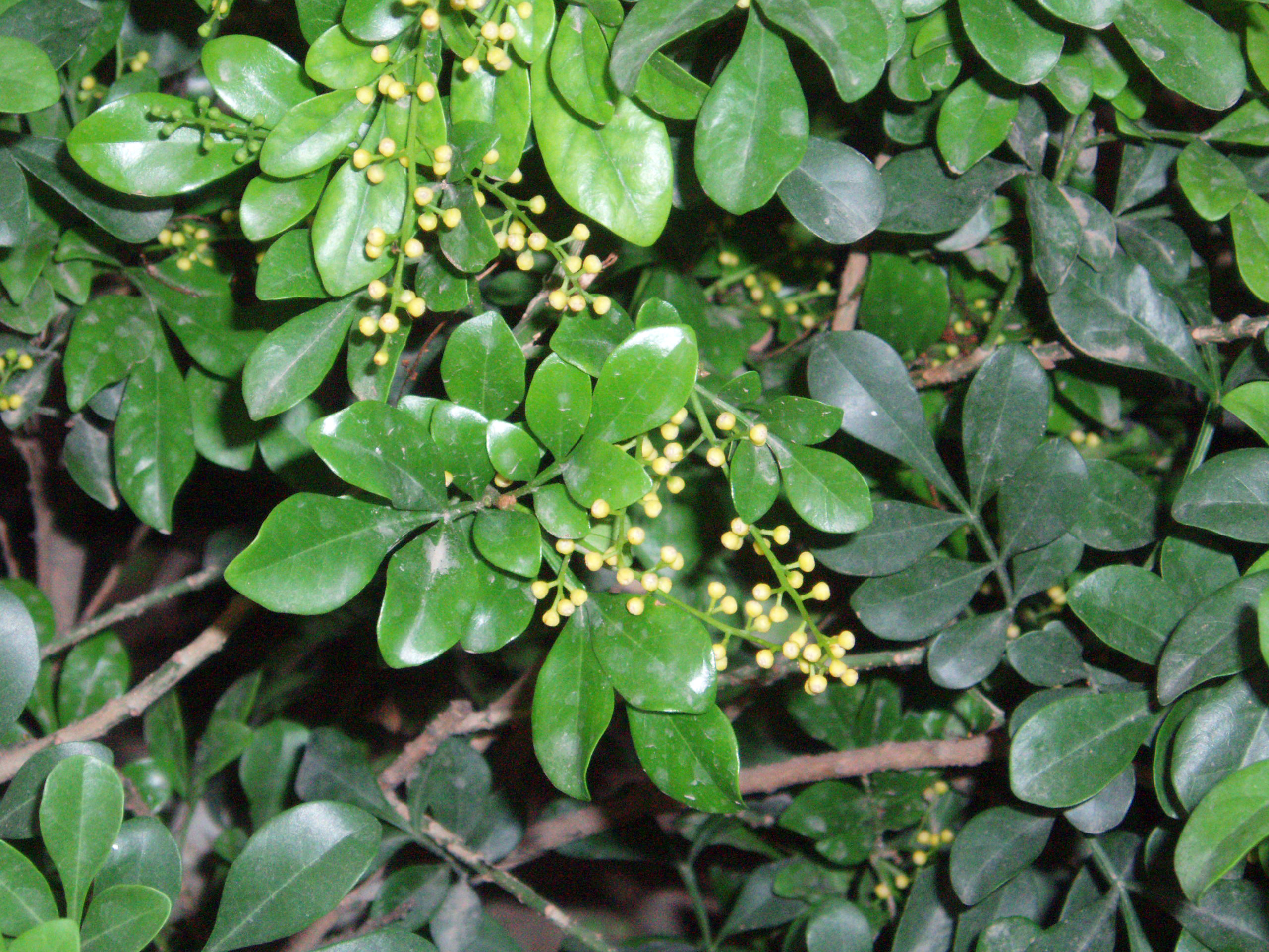 Odorata Aglaia
