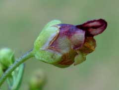 Scrophularia
