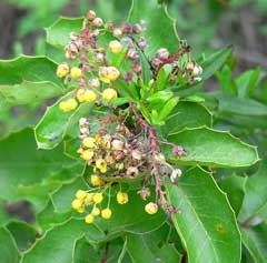 Sürünen Barberry