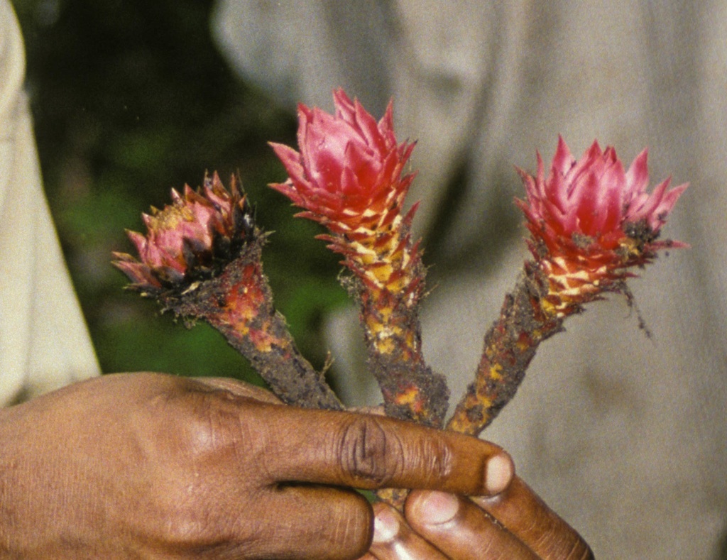 Thonningia