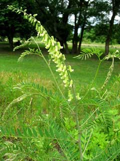 Flavescens Sophora