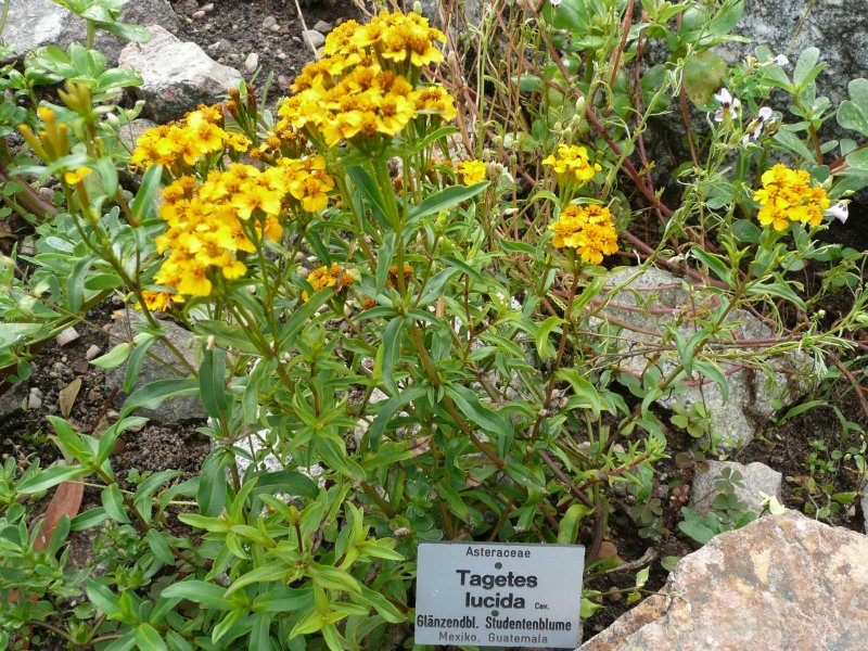 Marigold
