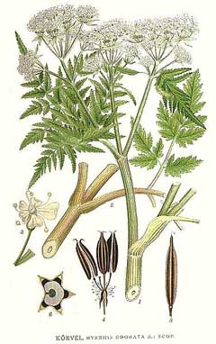 Garden Myrrh