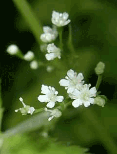 Japon Cryptotaenia