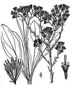 Carolina Vanilla