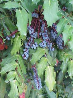 Mahonia (Kadın Tuzluğugil)