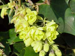 Japon Ashberry
