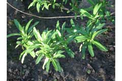 Mellifera Adaçayı