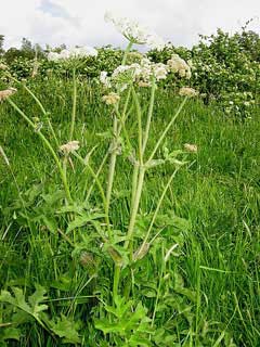 Cow Parsnip