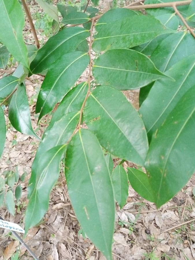 Ethiopian Biberi