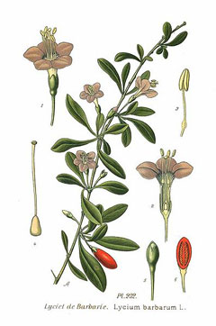 Goji (Kurt Üzümü)