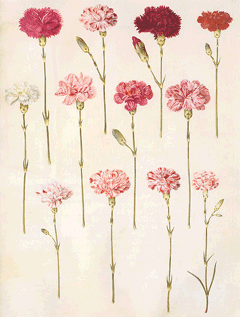 Carnation