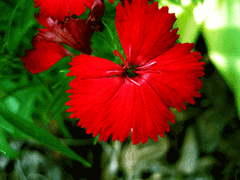 Çin Pink