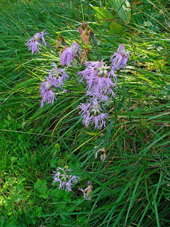 Dianthus (Karanfilgil)
