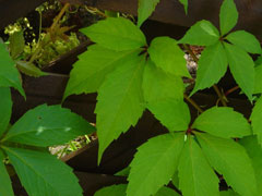 American-ivy