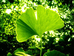 Ginkgo (Mabet Ağacı)