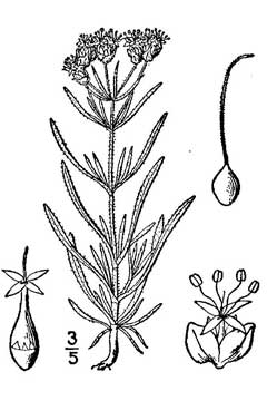 Psyllium Sinir Otu