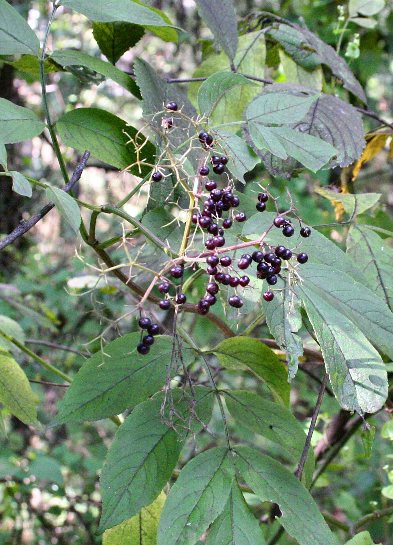 Canadensis Mürver