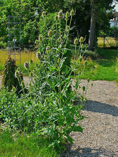 Dipsacus