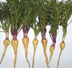 Maca
