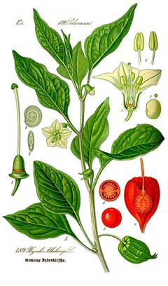 Alkekengi officinarum