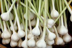 Sarımsak Allium sativum L.