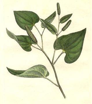 Uzun biber