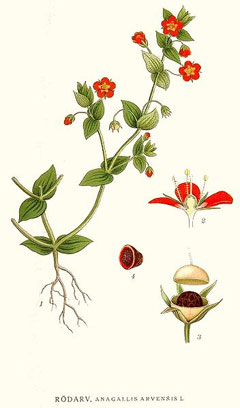 Lysimachia arvensis