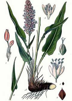 Bistorta officinalis
