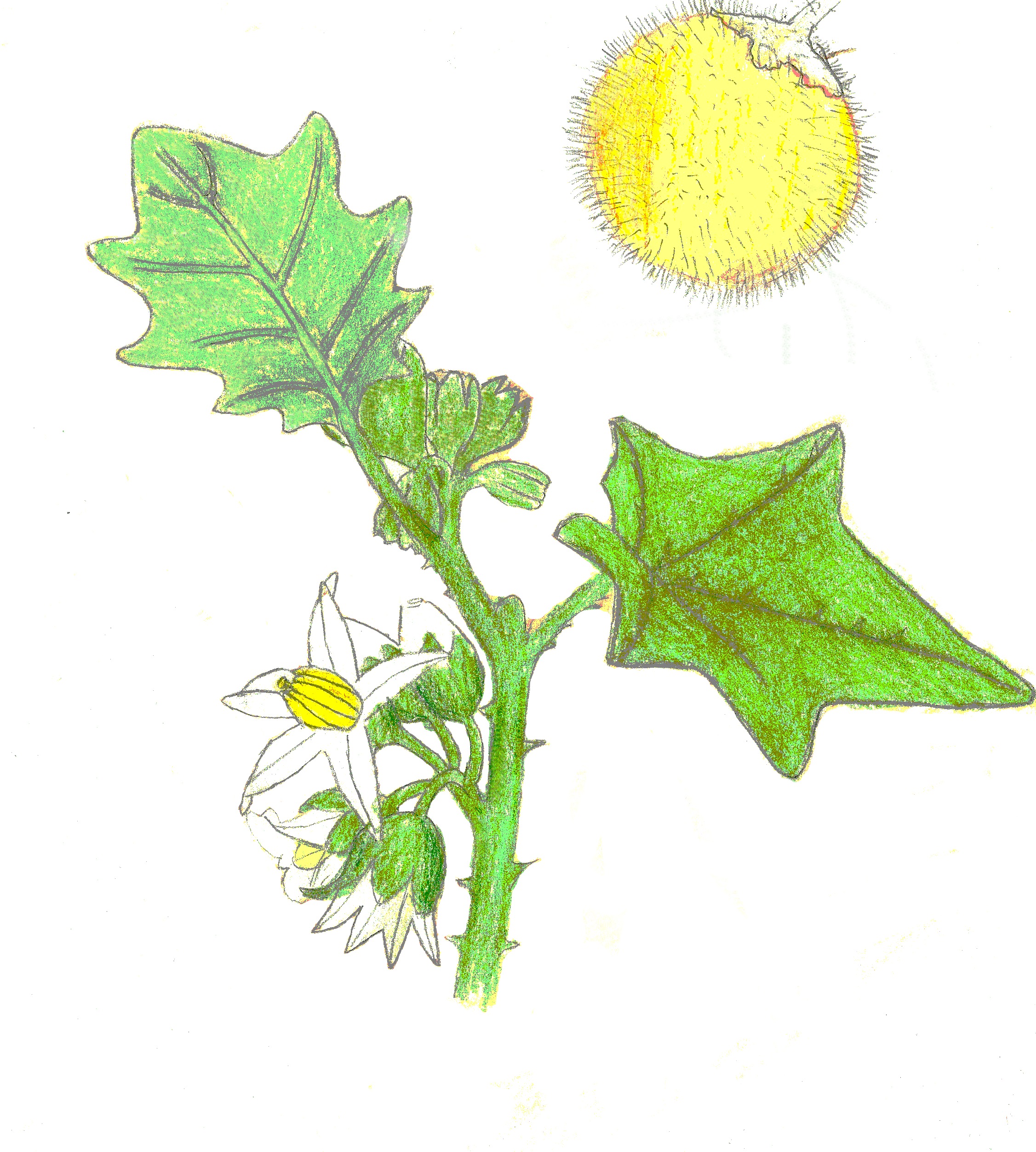 Solanum lasiocarpum