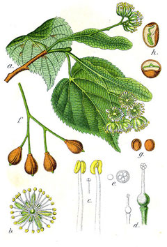 Ihlamur Tilia cordata Mill. ve diğer türler