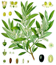 Akciğer Kanseri Zeytin (Olea europaea)