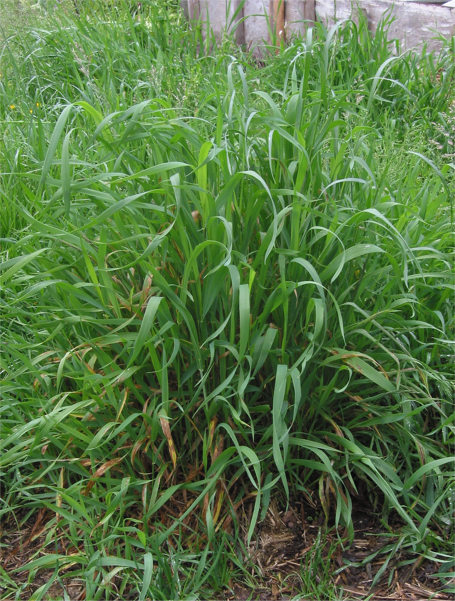 Elymus repens