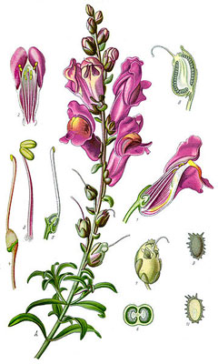 Aslanağzı